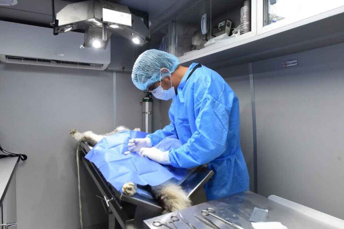 HABRÁ GRAN JORNADA DE ESTERILIZACIÓN GRATUITA