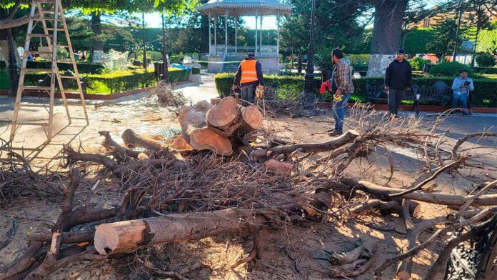 Retiran árbol enfermo del jardín Ana María Gallaga