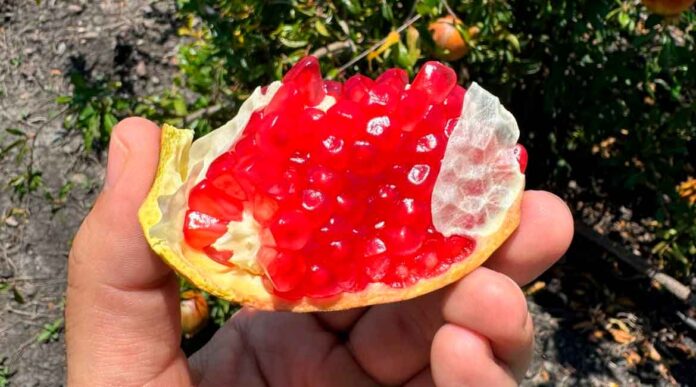 fruta