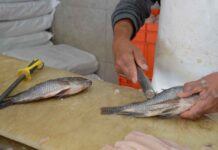 SSG elimina riesgos sanitarios en el consumo de productos provenientes de la pesca