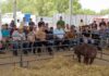Gran Cierre de la Expo Agropecuaria en la Feria de la Gente Abasolo 2026