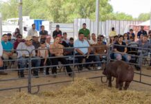 Gran Cierre de la Expo Agropecuaria en la Feria de la Gente Abasolo 2026