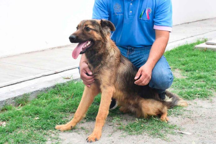 CANI