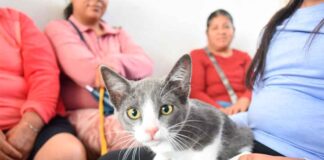 ÉXITO Y GRAN RESPUESTA CIUDADANA EN LA JORNADA DE ESTERILIZACIÓN ANIMAL EN LA CUARTA BRIGADA