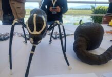 SSG registra una reducción del 60 por ciento en casos de dengue en relación con el año pasado.