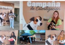 Jornada de esterilización gratuita en Maritas, Abasolo
