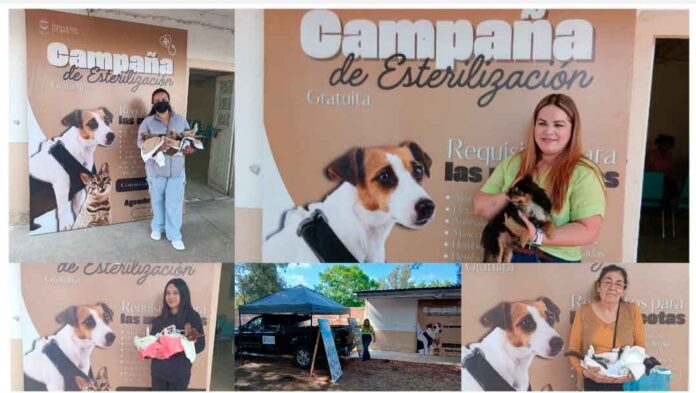 campañass