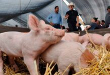 Impulsa Gobierno Municipal de Abasolo el Desarrollo Rural con la Segunda Entrega de Paquetes Ganaderos