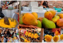 Magallanes brilla con el Festival del Mango