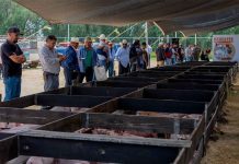 Fortalecen la autosuficiencia alimentaria con la tercera entrega del programa Paquetes Ganaderos 2026